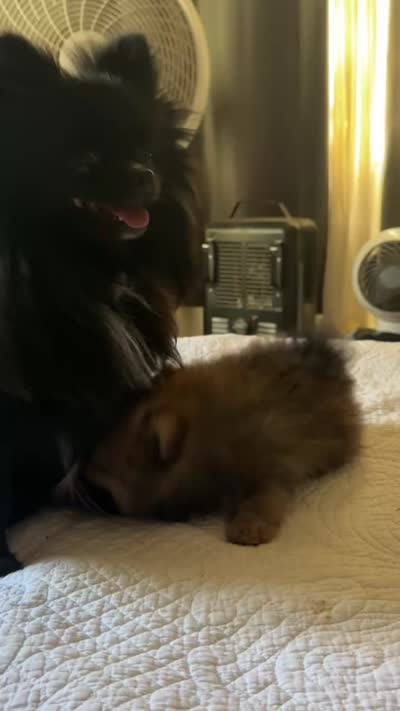 Max, a male Pomeranian for sale in Willits, CA – 2 of 4