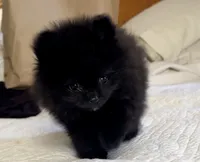 Oso, a male Pomeranian for sale in Willits, CA – 1 of 7