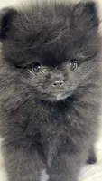 Oso, a male Pomeranian for sale in Willits, CA – 5 of 7