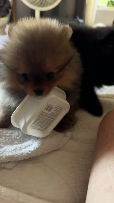Max, a male Pomeranian for sale in Willits, CA – 3 of 4