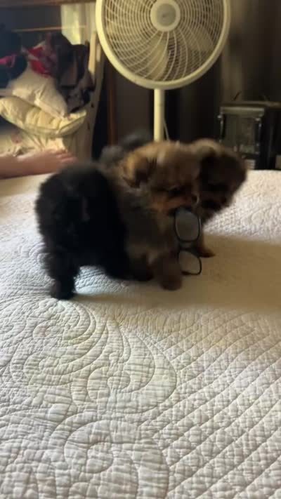Mocha, a female Pomeranian for sale in Willits, CA – 10 of 10