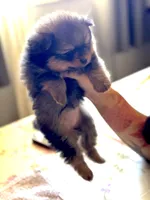 Mocha, a female Pomeranian for sale in Willits, CA – 5 of 10