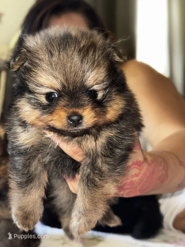Mocha – Pomeranian puppy for sale in Willits, CA