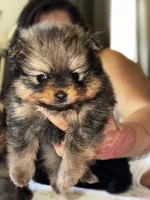 Mocha, a female Pomeranian for sale in Willits, CA – 1 of 10