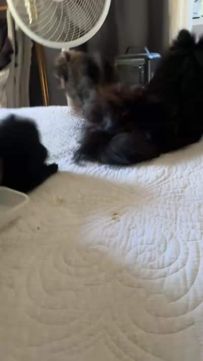 Oso, a male Pomeranian for sale in Willits, CA – 7 of 7