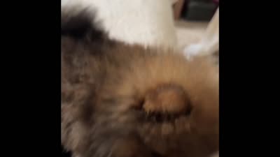 Max, a male Pomeranian for sale in Willits, CA – 4 of 4