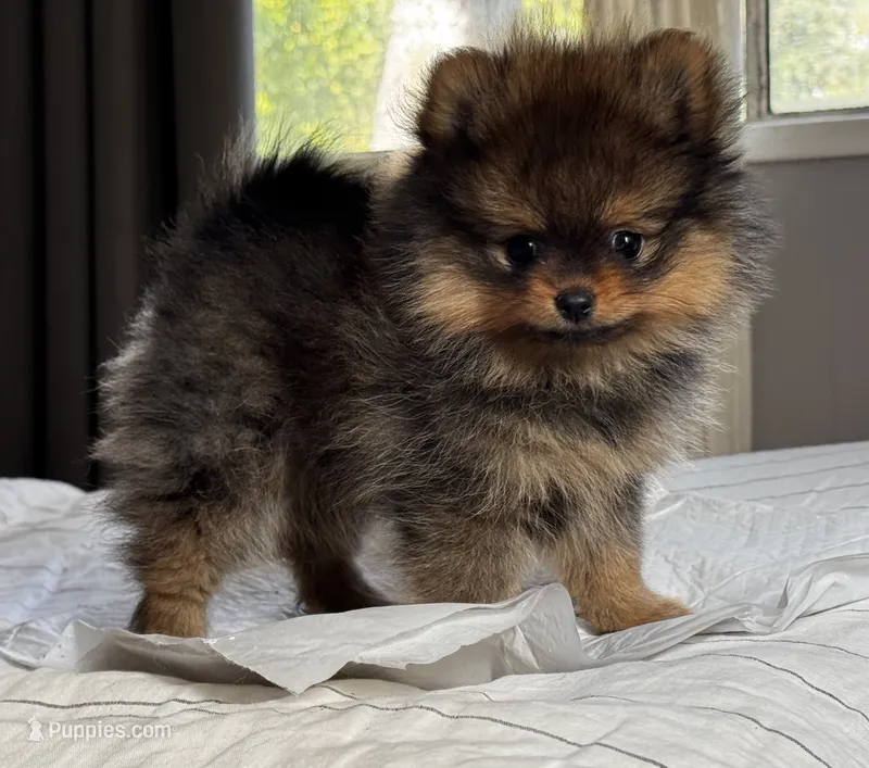 Mocha – Pomeranian puppy for sale in Willits, CA