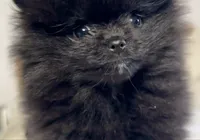 Oso, a male Pomeranian for sale in Willits, CA – 3 of 7