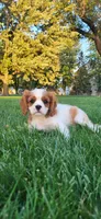 Mace, a male Cavalier King Charles Spaniel for sale in New Haven, IN – 3 of 6