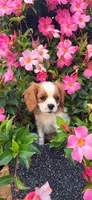 Mace, a male Cavalier King Charles Spaniel for sale in New Haven, IN – 1 of 6