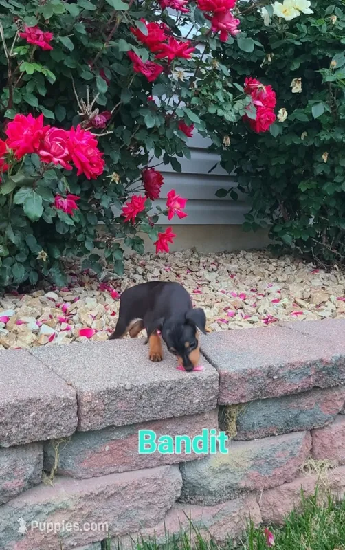 Bandit – Miniature Pinscher puppy for sale in New Haven, IN