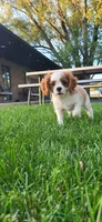 Blade, a male Cavalier King Charles Spaniel for sale in New Haven, IN – 6 of 9