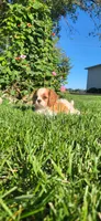 Miley, a female Cavalier King Charles Spaniel for sale in New Haven, IN – 2 of 6