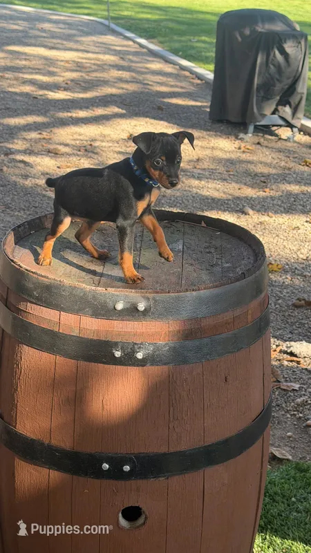 Abby – Miniature Pinscher puppy for sale in New Haven, IN