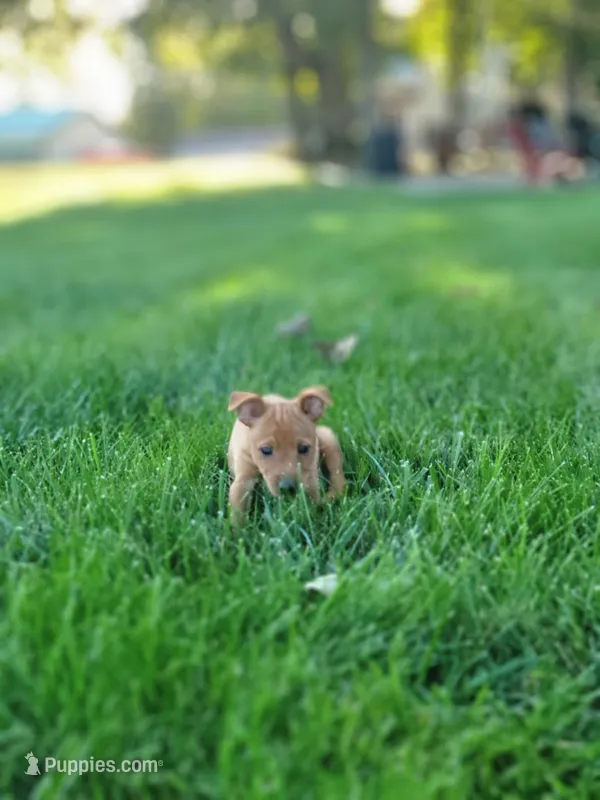 Boas – Miniature Pinscher puppy for sale in New Haven, IN