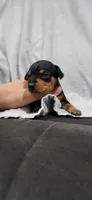 Bentley , a male Miniature Pinscher for sale in New Haven, IN – 5 of 5