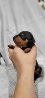 Bentley , a male Miniature Pinscher for sale in New Haven, IN – 2 of 5