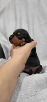 Bentley , a male Miniature Pinscher for sale in New Haven, IN – 3 of 5