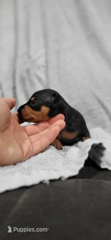 Bentley  – Miniature Pinscher puppy for sale in New Haven, IN