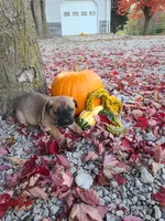 Lizzy , a female Cane Corso for sale in New Haven, IN – 4 of 4