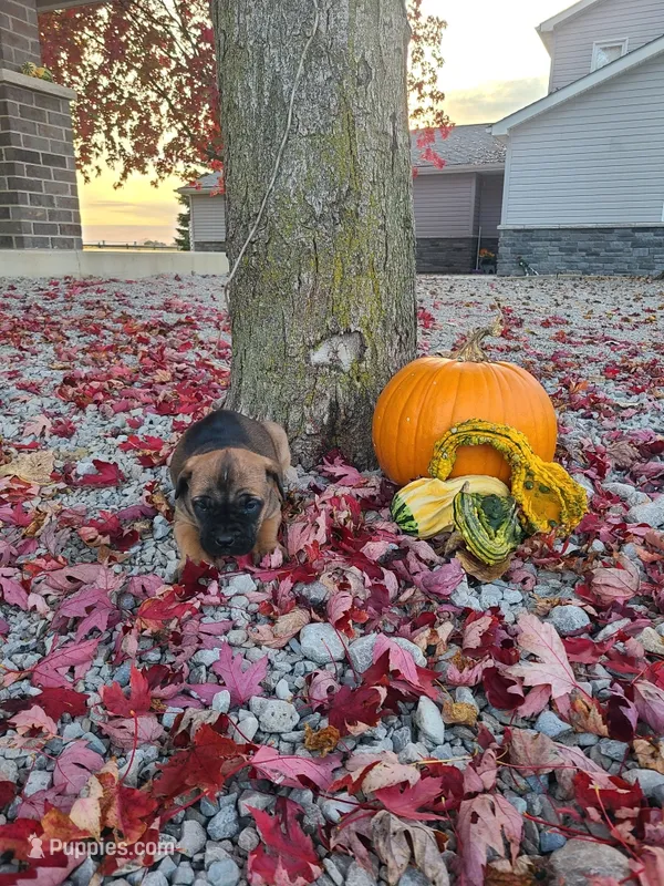 Lola – Cane Corso puppy for sale in New Haven, IN