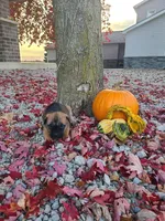 Lola, a female Cane Corso for sale in New Haven, IN – 1 of 4