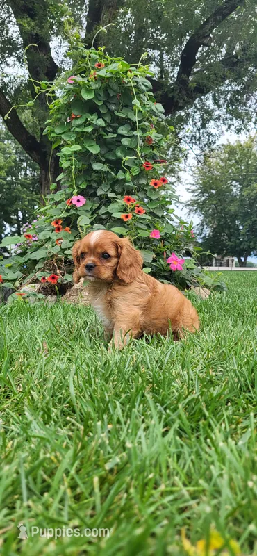Biscuit – Cavalier King Charles Spaniel puppy for sale in New Haven, IN