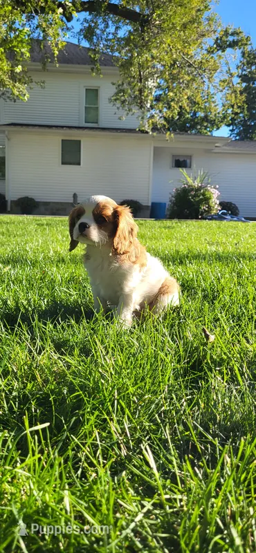 Mace – Cavalier King Charles Spaniel puppy for sale in New Haven, IN
