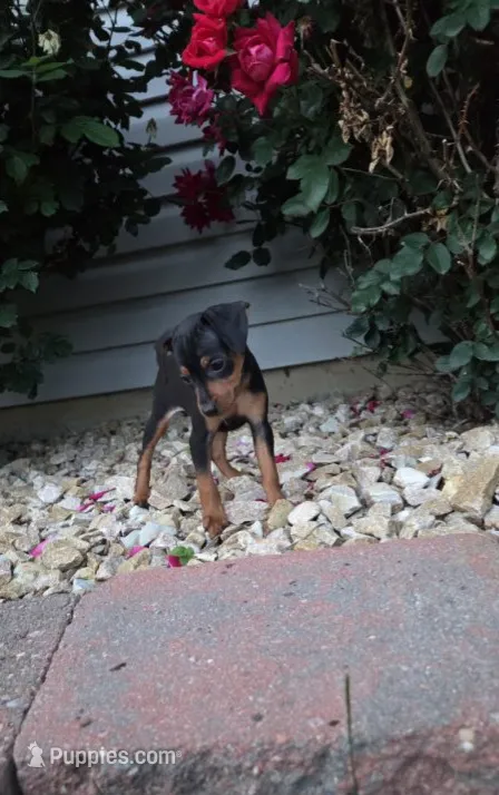 Benji  – Miniature Pinscher puppy for sale in New Haven, IN