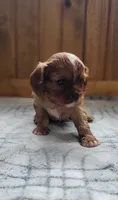 Biscuit, a male Cavalier King Charles Spaniel for sale in New Haven, IN – 5 of 7