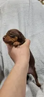 Bruno, a male Miniature Pinscher for sale in New Haven, IN – 5 of 7
