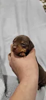 Bruno, a male Miniature Pinscher for sale in New Haven, IN – 7 of 7