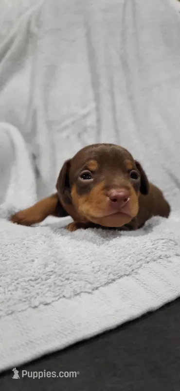 Bruno – Miniature Pinscher puppy for sale in New Haven, IN