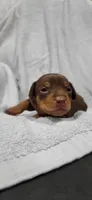 Bruno, a male Miniature Pinscher for sale in New Haven, IN – 1 of 7