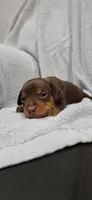 Bruno, a male Miniature Pinscher for sale in New Haven, IN – 3 of 7