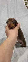Bruno, a male Miniature Pinscher for sale in New Haven, IN – 2 of 7