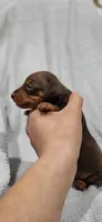 Bruno, a male Miniature Pinscher for sale in New Haven, IN – 6 of 7