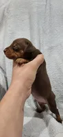 Bruno, a male Miniature Pinscher for sale in New Haven, IN – 4 of 7