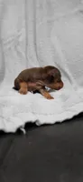 Brody, a male Miniature Pinscher for sale in New Haven, IN – 2 of 5