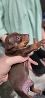 Brody, a male Miniature Pinscher for sale in New Haven, IN – 4 of 5