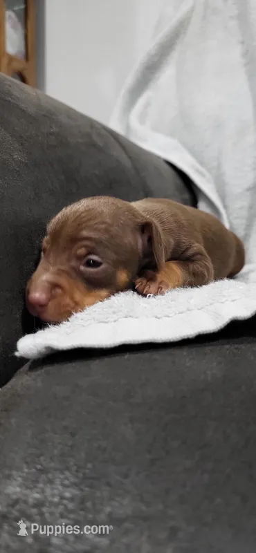 Brody – Miniature Pinscher puppy for sale in New Haven, IN