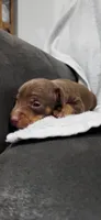 Brody, a male Miniature Pinscher for sale in New Haven, IN – 1 of 5