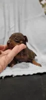 Brody, a male Miniature Pinscher for sale in New Haven, IN – 3 of 5
