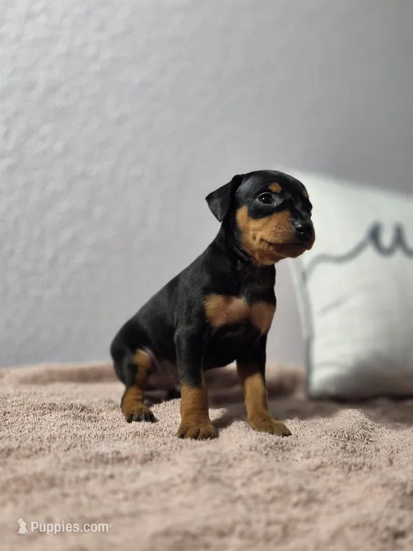 Benji  – Miniature Pinscher puppy for sale in New Haven, IN