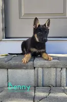 Benny, a male German Shepherd Dog for sale in New Haven, IN – Photo 2 of 3