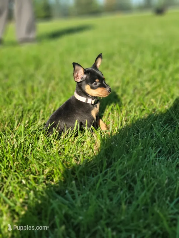 Braxton – Miniature Pinscher puppy for sale in New Haven, IN