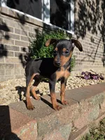 Bentley , a male Miniature Pinscher for sale in New Haven, IN – 3 of 4