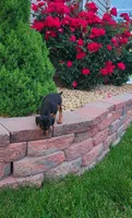Bandit, a male Miniature Pinscher for sale in New Haven, IN – 1 of 3