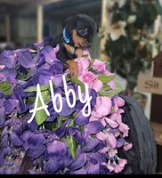 Abby, a female Miniature Pinscher for sale in New Haven, IN – 2 of 2