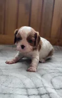 Mace, a male Cavalier King Charles Spaniel for sale in New Haven, IN – 7 of 7